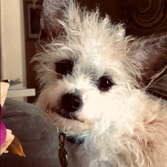 Meet your Posher, Zoe - Picture 3 of 3